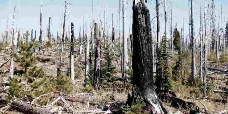 Restauración de los bosques con WebGIS