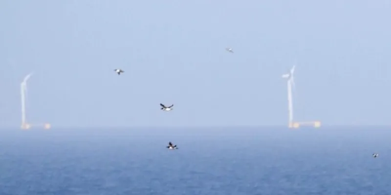 Grupo de araos en vuelo frente a un parque eólico flotante en aguas de Escocia