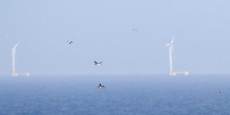 Grupo de araos en vuelo frente a un parque eólico flotante en aguas de Escocia