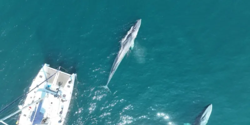Rorcuales fotografiafos por un dron del IEO