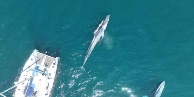 Rorcuales fotografiafos por un dron del IEO