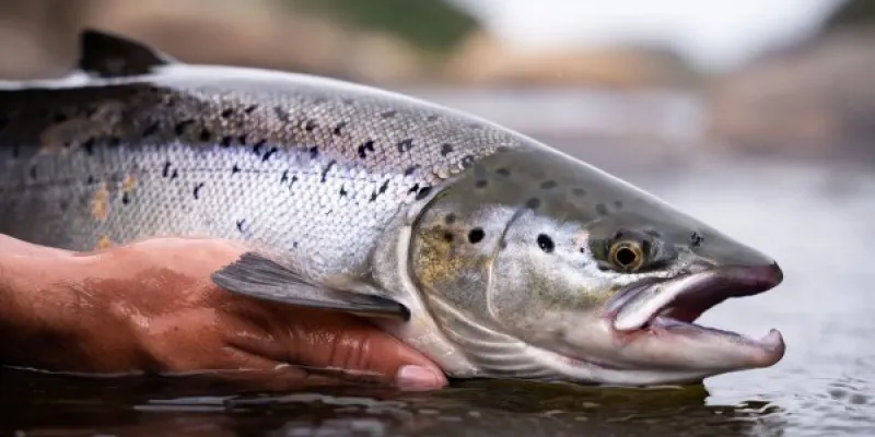 Salmón del atlántico
