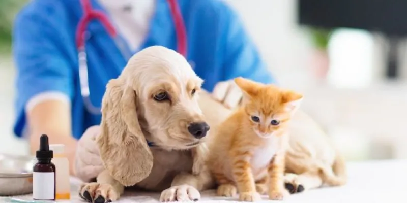 A la vuelta de las vacaciones las mascotas necesitan revisión con el veterinario