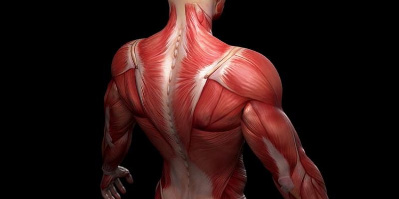 La salud muscular es importante