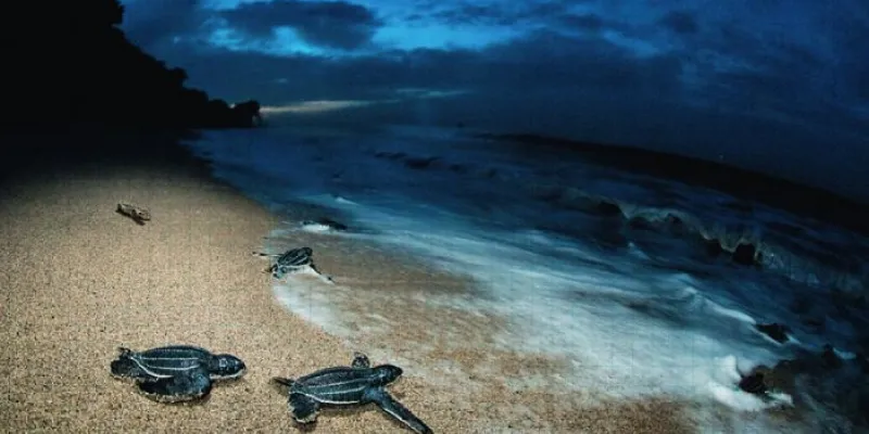 Tortugas laúd 