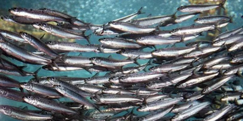 Población de sardina ibérica