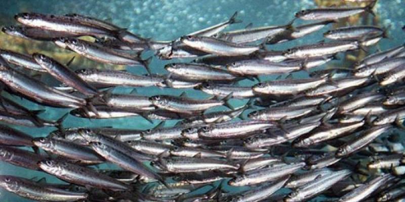 Población de sardina ibérica