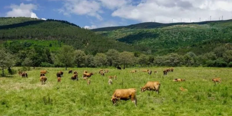 Sector ganadero español reduce emisiones de amoniaco