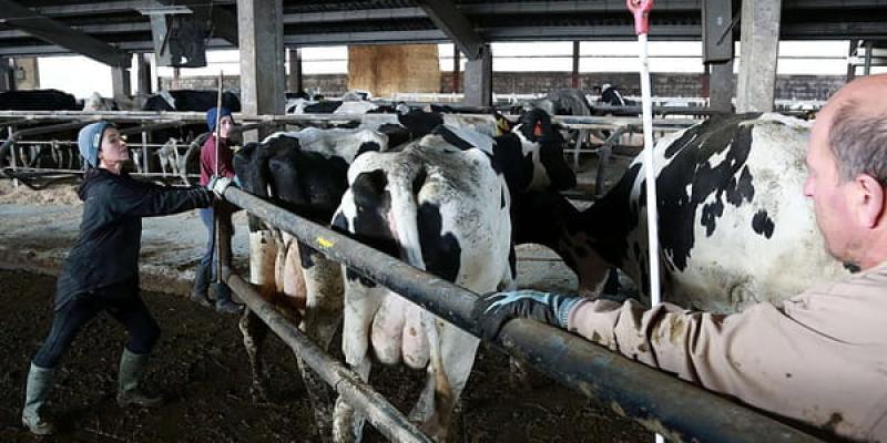 El sector ganadero y sus denuncias ante los precios