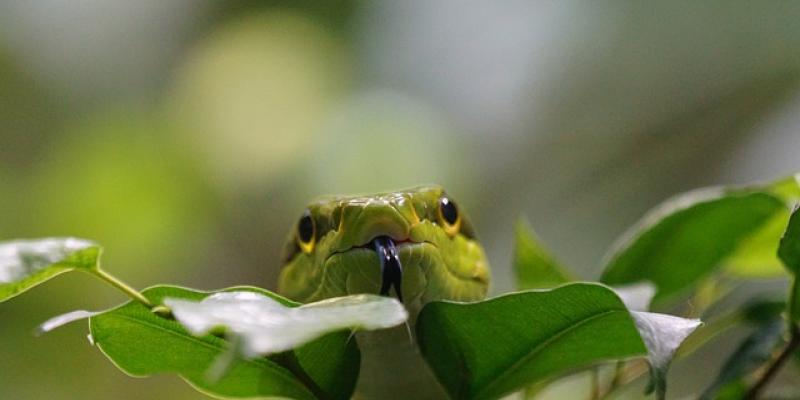 Cabeza de serpiente