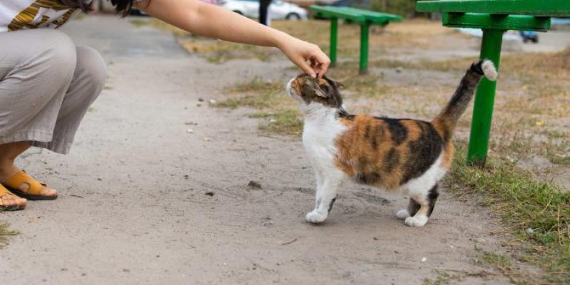 Mascotas abandonadas