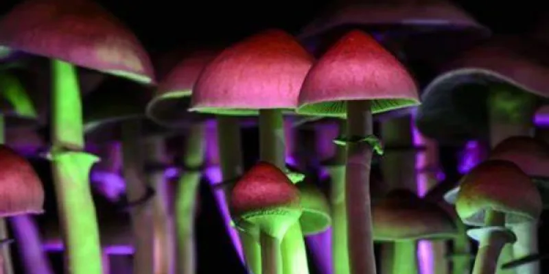 La psilocibina y combatir la adicción a la cocaína