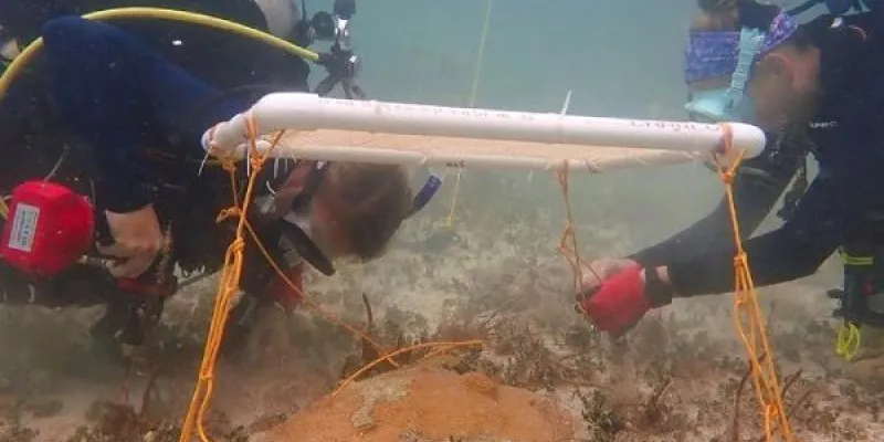 Investigadoras colocan sombrillas submarinas en un coral