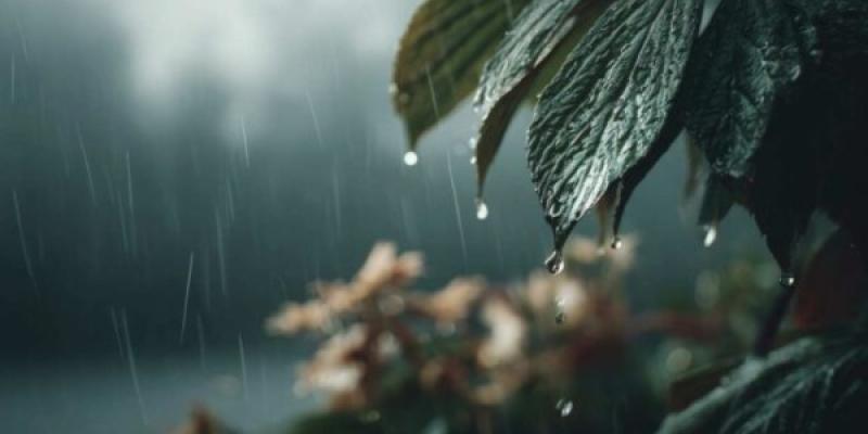 El sonido de la lluvia acelera la germinación de las plantas