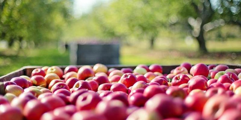 La sostenibilidad en la agricultura