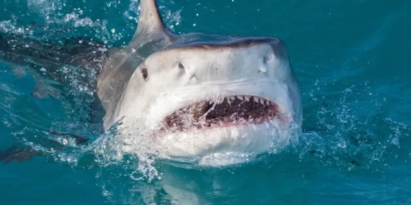 Tiburones