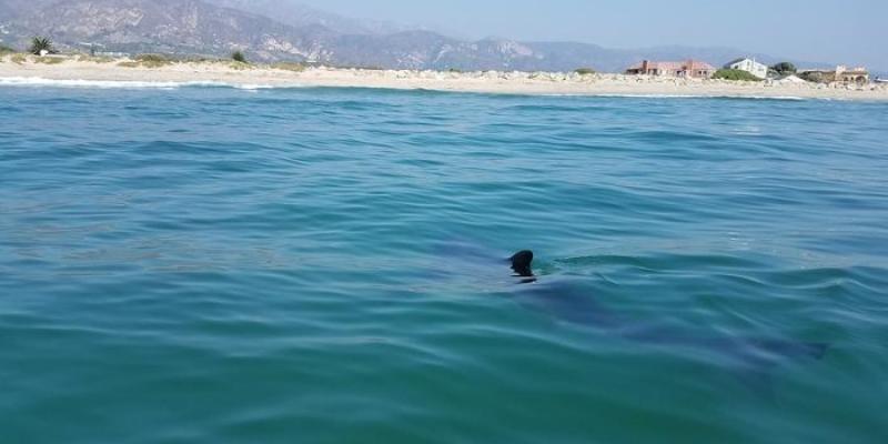 Gran tiburón blanco juvenil avistado desde un barco