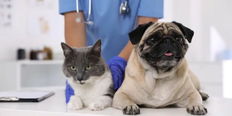 Un perro y un gato en consulta veterinaria