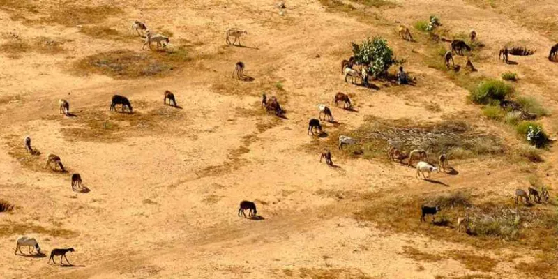 Un joven cría el ganado familiar en el paisaje seco y desolado de la ciudad de Tawaila, al norte de Darfur (Sudán) 