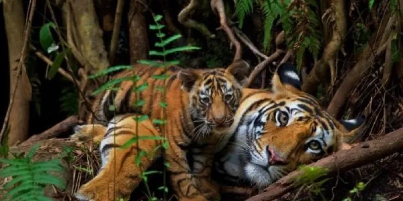 Una madre Tigre de Bengala con su cachorro