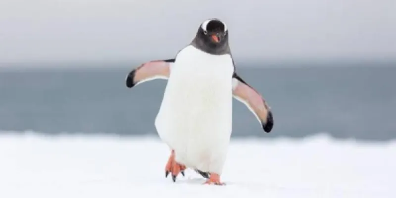 Toadzilla, pingüino