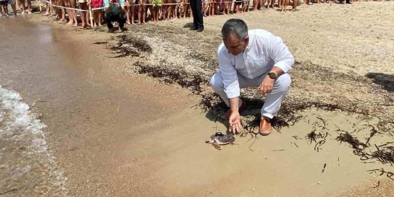 Medio Ambiente estudia a las tortugas bobas