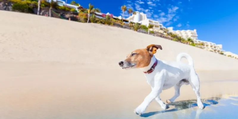 Crece la oferta turística pet friendly