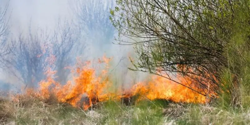 Una parte de un incendio forestal