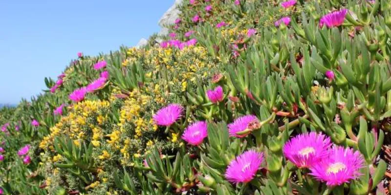 Una gran mata rastrera de uña de gato con flores púrpura en una playa invadida de Galicia