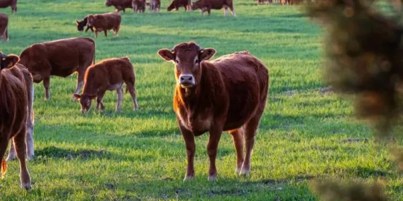 Vacas y terneros marrones pastando en un prado verde de bosque. 