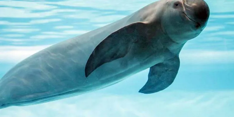 La vaquita marina está en peligro de extinción