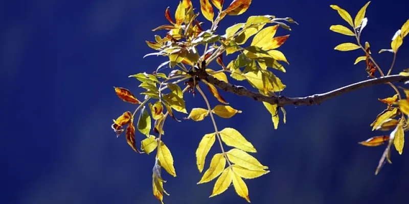 Rama de un árbol
