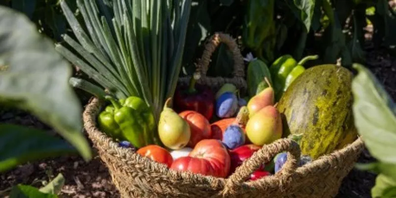 Consumo de verduras en escuelas