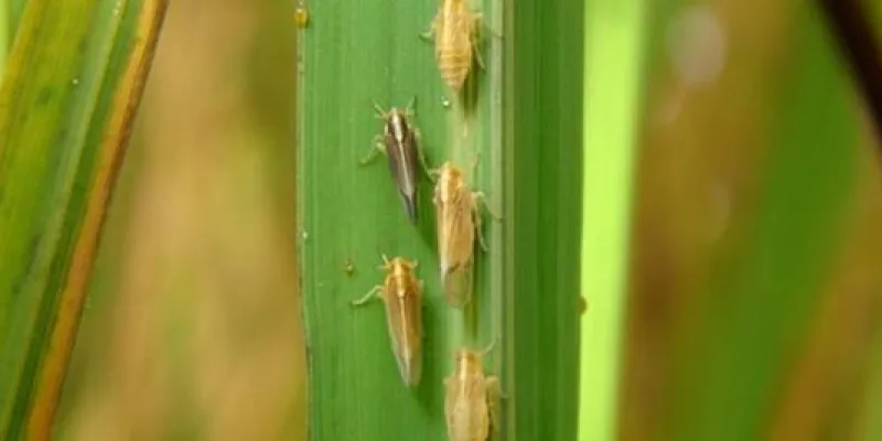Hoja afectada por el virus del arroz