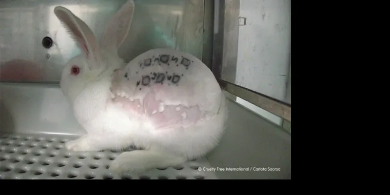 Conejo con signos de maltrato animal en Vivotecnia 