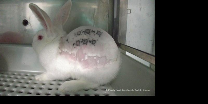 Conejo con signos de maltrato animal en Vivotecnia 