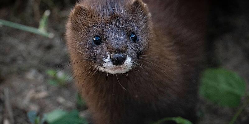 WWF pide al Gobierno proteger al visón europeo