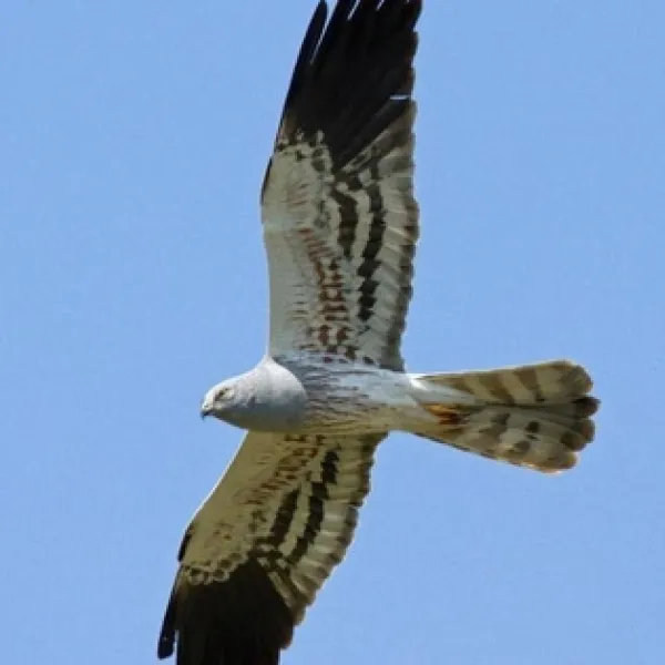 El aguilucho cenizo y su pérdida