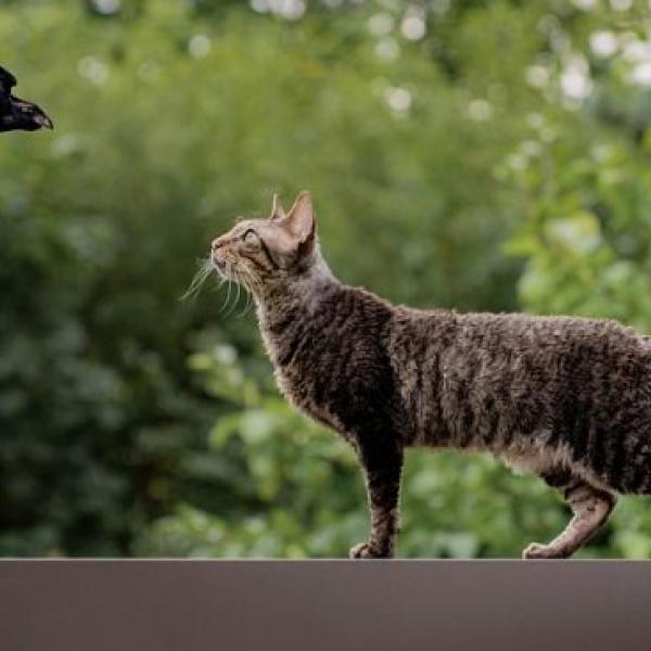 Animales de ciudad y medio rural