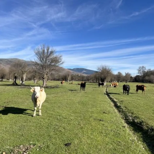 Madrid ayuda a ganaderos contra los ataques de lobo ibérico