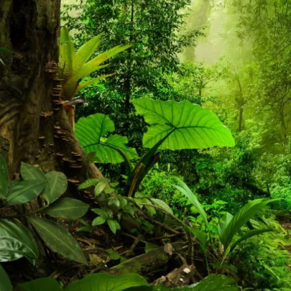 Un bosque