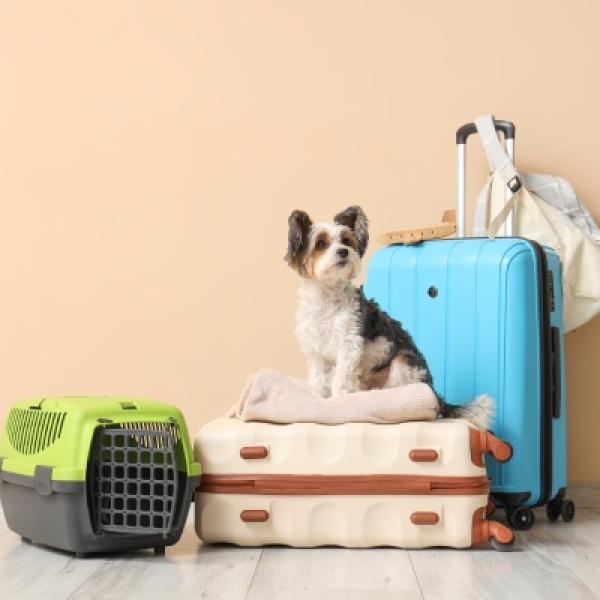 Planificar adecuadamente los viajes con mascotas, crucial para su seguridad