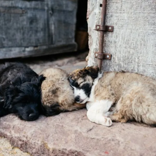 animales abandonados
