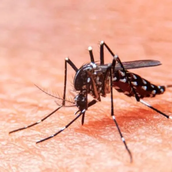 Mosquito que provoca el Dengue