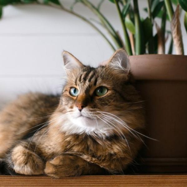 gato en su casa