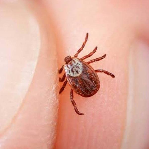 La enfermedad de Lyme solo puede ser causada por la picadura de un tipo de garrapata llamada Ixodes