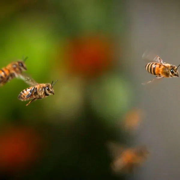 Doñana y las especies de abejas