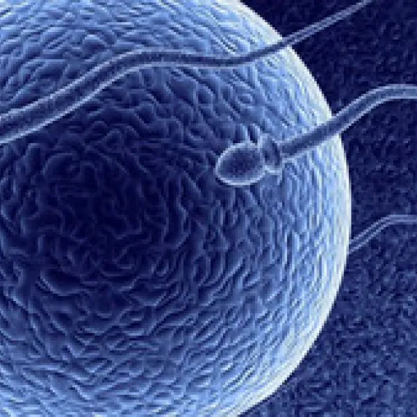 Calidad de los espermatozoides