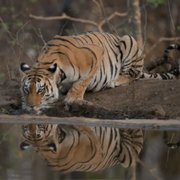 La fauna silvestre pierde población