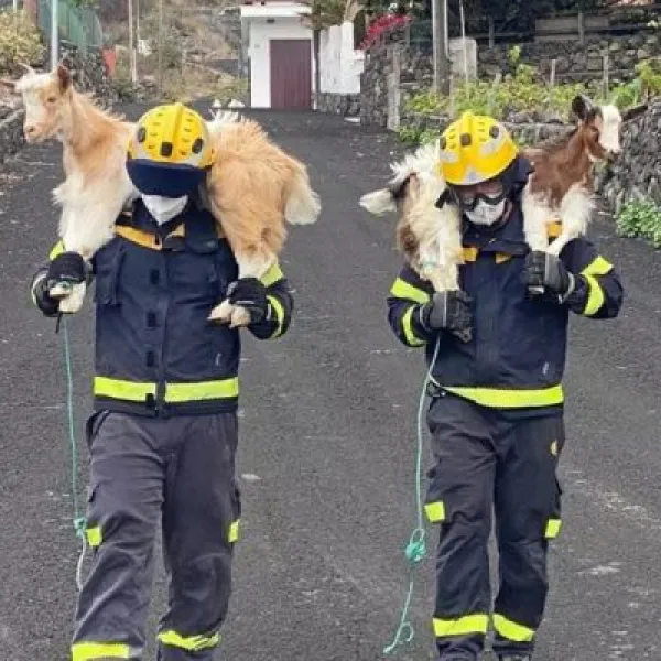 España debe contar con planes de rescate ante emergencias para animales